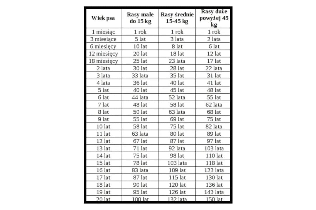Nowy kalkulator wieku psa – psie lata na ludzkie kalkulator
