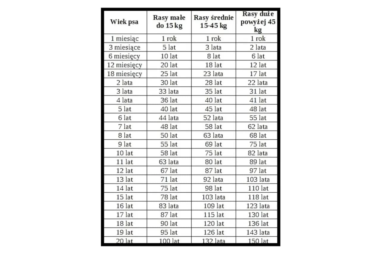 Nowy kalkulator wieku psa – psie lata na ludzkie kalkulator